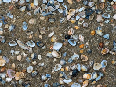Kumsaldaki deniz kabukları. Kumun üzerindeki birçok deniz kabuğu türü..