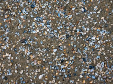 Kumsaldaki deniz kabukları. Kumun üzerindeki birçok deniz kabuğu türü..