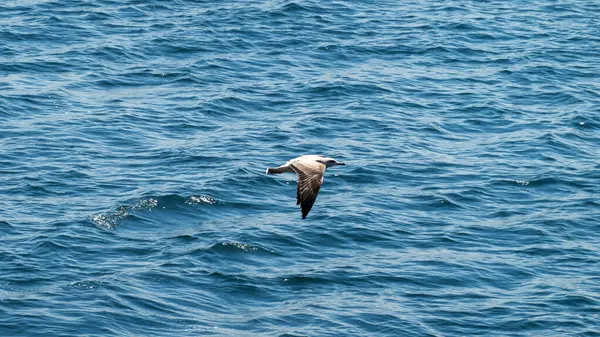 Seagull flaying over sea water  in the turkey