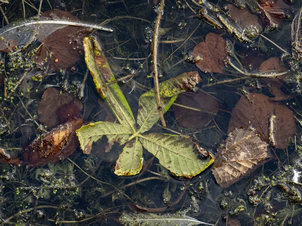 Autumn leaves fallen in a lake pollution or Autumn concept