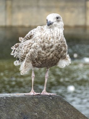 Lahey 'deki Hohvijfer kanalında duran martı, Den Haag.