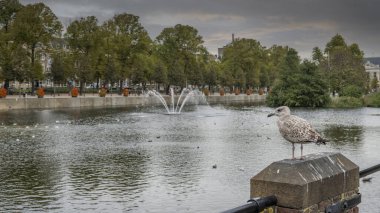 Lahey 'deki Hohvijfer kanalında duran martı, Den Haag.