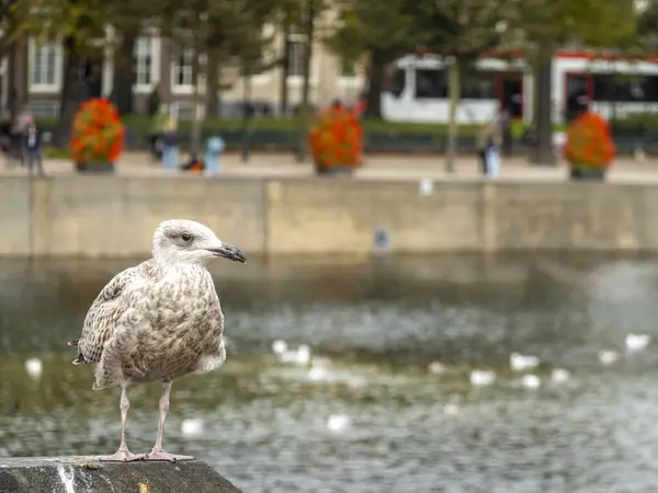 Lahey 'deki Hohvijfer kanalında duran martı, Den Haag.