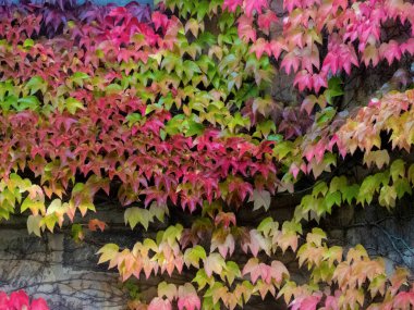 Sonbahar yaprakları yeşil, kırmızı ve sarı renkte.