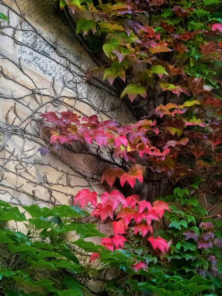 Herbstblätter Wunderbaren Farbverläufen Von Grün Rot Und Gelb — Stockfoto
