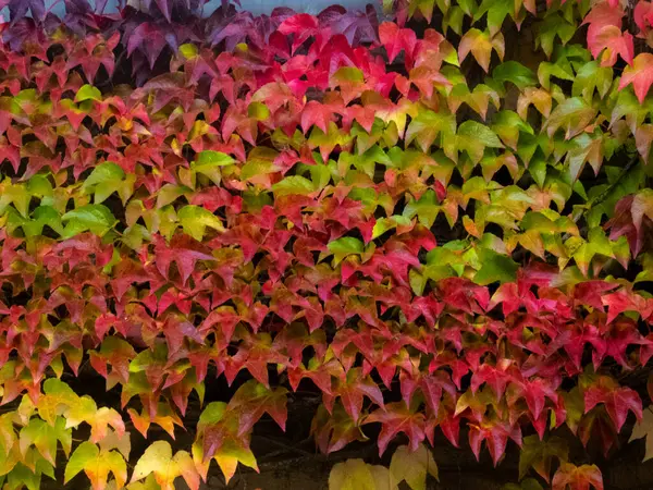 Sonbahar Yaprakları Yeşil Kırmızı Sarı Renkte — Stok fotoğraf