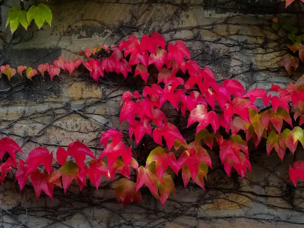 秋天的叶子 红叶和黄叶呈奇异的渐变色 — 图库照片
