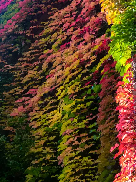 Folhas Outono Maravilhosas Cores Gradiente Verde Vermelho Amarelo — Fotografia de Stock