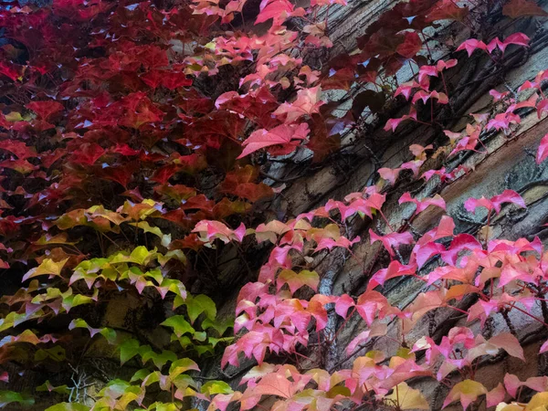 Sonbahar Yaprakları Yeşil Kırmızı Sarı Renkte — Stok fotoğraf
