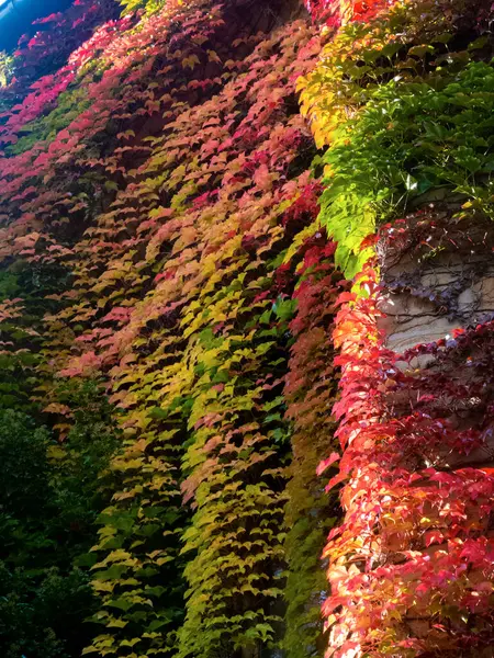 Folhas Outono Maravilhosas Cores Gradiente Verde Vermelho Amarelo — Fotografia de Stock