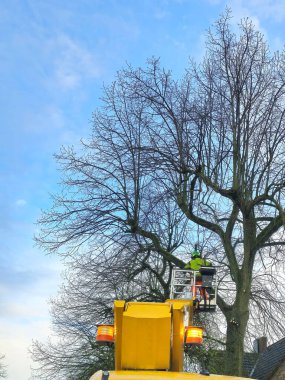 Ağaç budayıcı ağaç dallarını kaldırmak, ağaca bakmak ve dalların düşmesini önlemek ve kötü havada hasara yol açmak için çalışıyor.