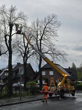 Ağaç budayıcı ağaç dallarını kaldırmak, ağaca bakmak ve dalların düşmesini önlemek ve kötü havada hasara yol açmak için çalışıyor.