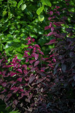 Prunus cerasifera, purple-leaf tree in garden, clipart