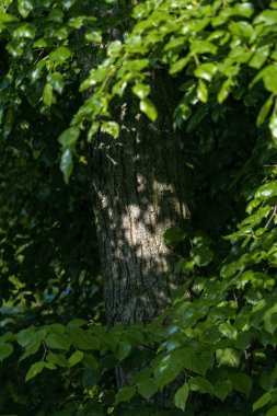 Yeşil yapraklarla çevrili bir ağaç gövdesindeki güneş ışınları