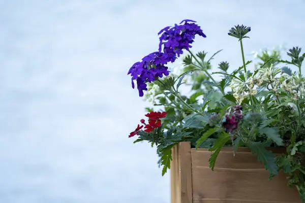 Üzerinde Verbena Blue, Purple, Red olan tahta bir saksı. İçinden Verbena Hybrida çiçekleri çıkıyor..