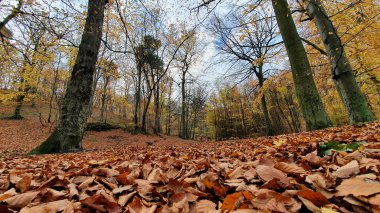 Ormanda sonbahar. Yaprakların farklı renkleri.