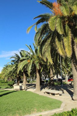 Park sokağı palmiye ağaçlarının gölgesine batmış.