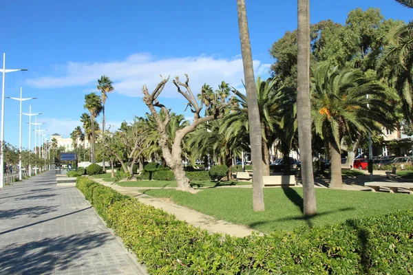 Aleja Parkowa Zanurzona Cieniu Palm — Zdjęcie stockowe