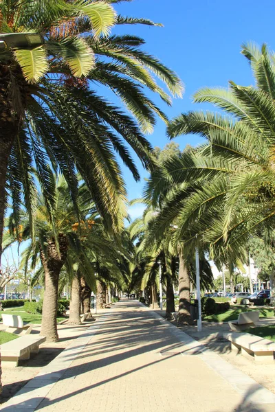 Park Sokağı Palmiye Ağaçlarının Gölgesine Batmış — Stok fotoğraf