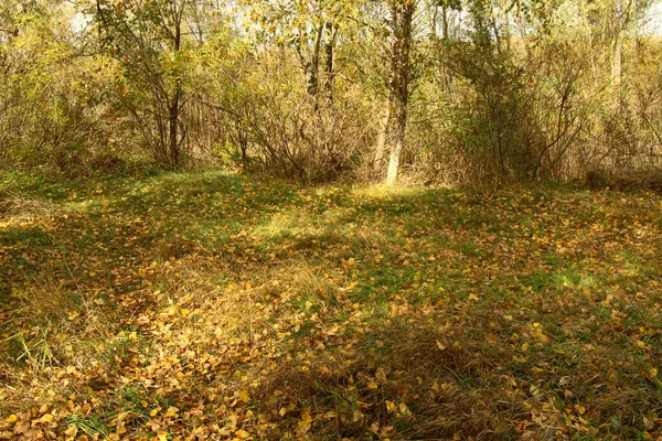 黄金の秋の森の美しさ — ストック写真