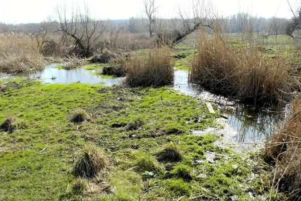 습지대로 흐르는 — 스톡 사진