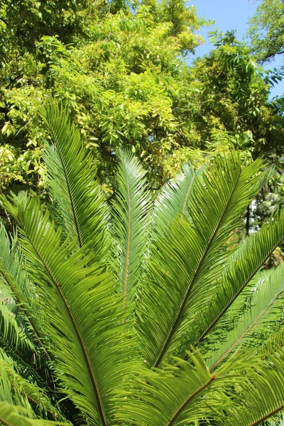 Groene Bladeren Van Een Jonge Palmboom — Stockfoto
