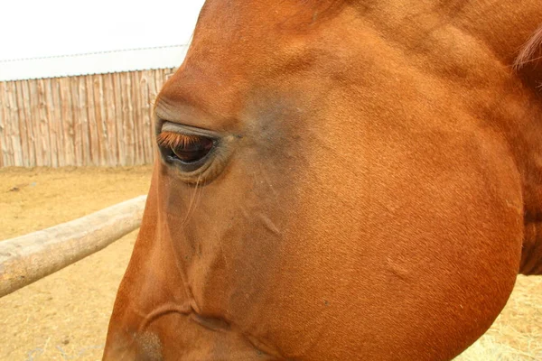 Cavalos Livre Aldeia — Fotografia de Stock