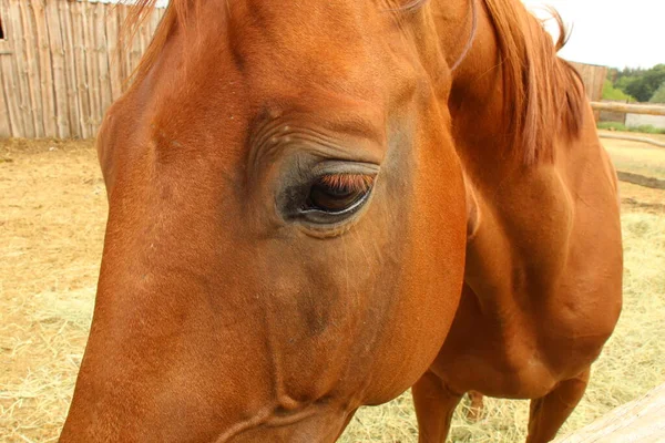 Konie Wolnym Wybiegu Wsi — Zdjęcie stockowe