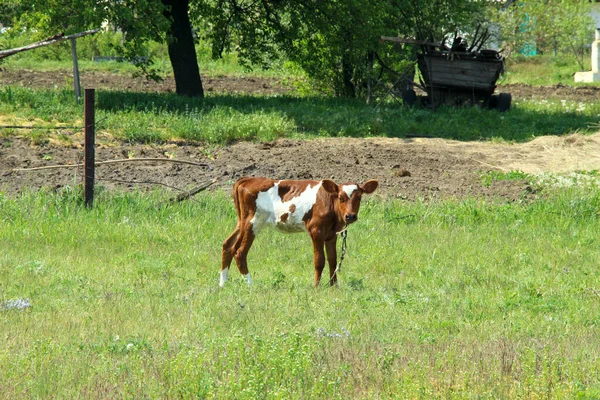 Bezerro Vaca Jovem Pastoreia Prado — Fotografia de Stock
