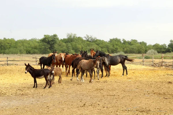 Cavalos Livre Aldeia — Fotografia de Stock