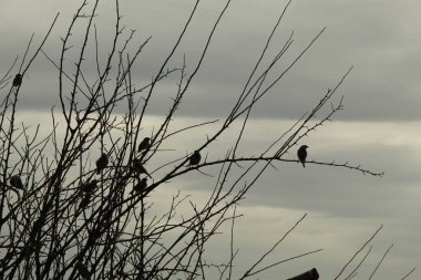 Akşam gökyüzüne karşı bir kuş sürüsü