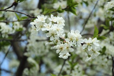 Bahçede kiraz çiçekleri açıyor.