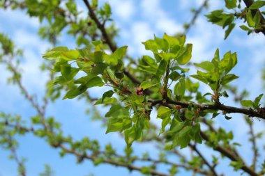 Mavi gökyüzüne karşı genç ve narin kiraz yaprakları