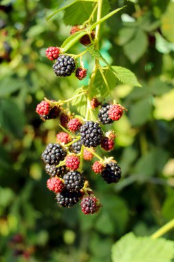 Böğürtlenler bahçede güneşte olgunlaşıyor.