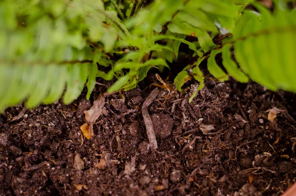 Plant soil, Close-up of fern plant soil growing. Home plant growing idea concept photo