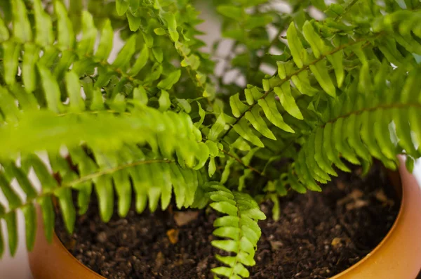 Flowerpot, Close up of fern plant growing in flowerpot at home. Selective focus shot of fern plant