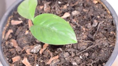 Dieffenbachia, evdeki saksıda yetişen dieffenbachia 'nın üzerine su püskürtme videosunu kapat.