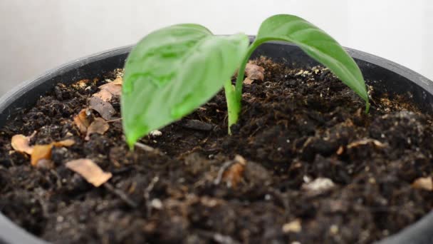Flowerpot Close Slow Motion Video Watering Newly Sprouted Leaves Dieffenbachia — Stock Video