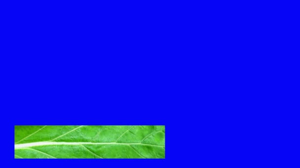 Terceira Textura Mostarda Fundo Azul Banner Crescimento Plantas — Vídeo de Stock