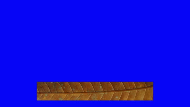 Анимированный Баннер Сухих Листьев Нижняя Третья Текстура Уникальная Табличка — стоковое видео