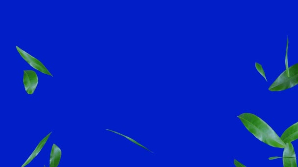 3D动画的飞绿叶子漂浮在蓝色的背景上 4K视频 — 图库视频影像