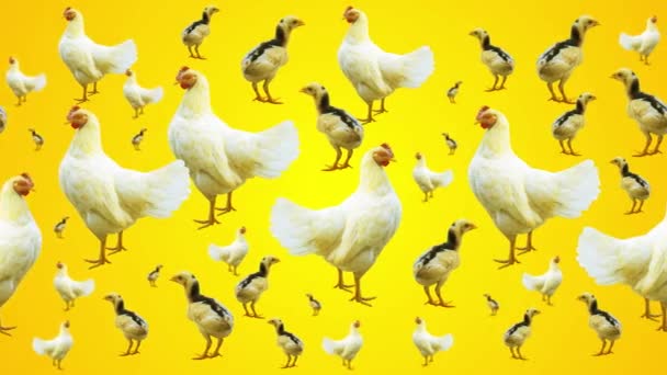 Achtergrondpatroon Van Kuikens Kippen Een Gele Achtergrond Bewegend Een Lus — Stockvideo