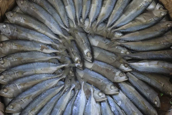 Boiled mackerel is arranged in a circular shape. Ready fish. Processed seafood