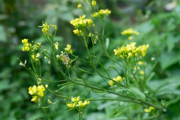 Yellow mustard flowers against a background of green leaves. Flowers of candidate seeds of mustard plants