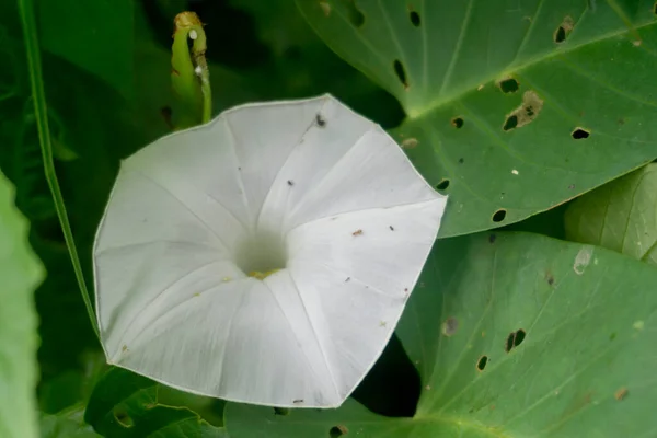 Kangkung çiçeklerini ve yapraklarını yakından çek. Suyun içinde yaşayan sürünen bir sebze. Kale çiçeği.