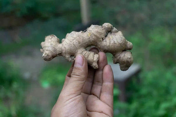 Biri zencefil gösteriyor. Faydaları bol olan kök ekinleri. Baharat malzemeleri
