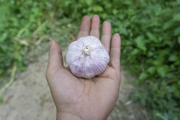 Avuçta sarımsak. Biri sarımsak gösteriyor. Baharat malzemeleri