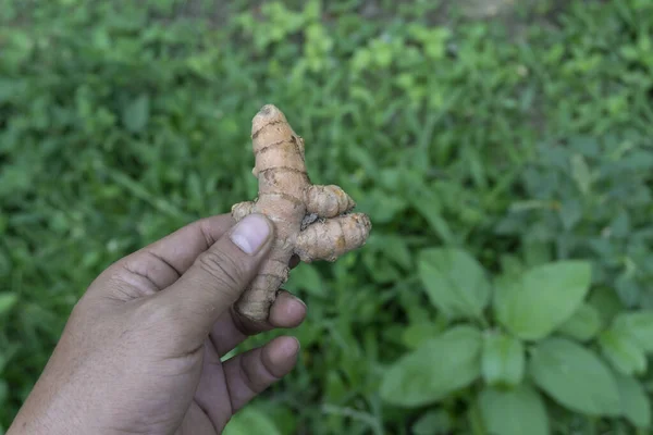 Yeşil çimenlerin arka planında zerdeçal meyvesi tutan biri. Yemek pişirmek için gerekli malzemeleri gösteriyor. Kökler besinlerle doludur.