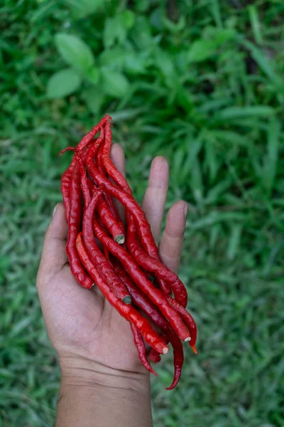 Red chili on the palm. Someone shows the quality of red chili