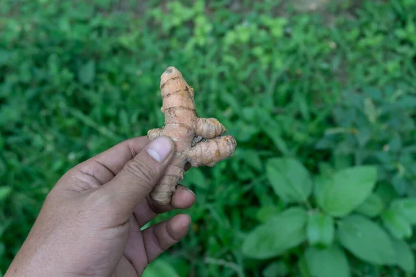 Yeşil çimenlerin arka planında zerdeçal meyvesi tutan biri. Yemek pişirmek için gerekli malzemeleri gösteriyor. Kökler besinlerle doludur.